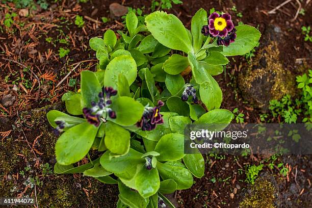 96 Primula (Food) Stock Photos, High-Res Pictures, and Images - Getty ...