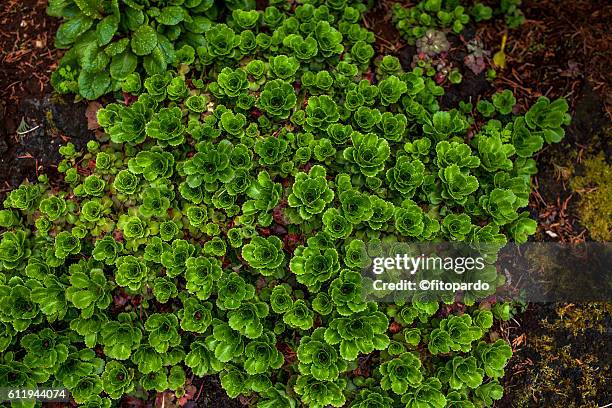 sedum - donkey tail stock pictures, royalty-free photos & images