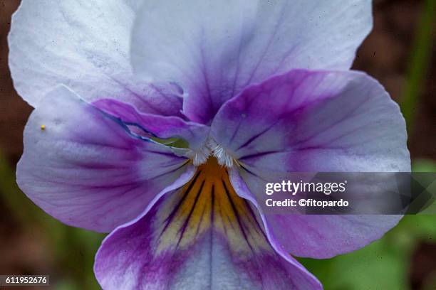 pansies, violets and violas, purple flower - viola odorata stock pictures, royalty-free photos & images