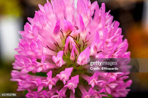 trifolium pratense (red clover) - clover sprouts stock pictures, royalty-free photos & images
