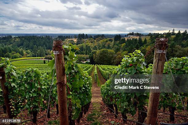 vineyards stretching down the valley and the willamette countryside valley beyond - willamette valley stock pictures, royalty-free photos & images