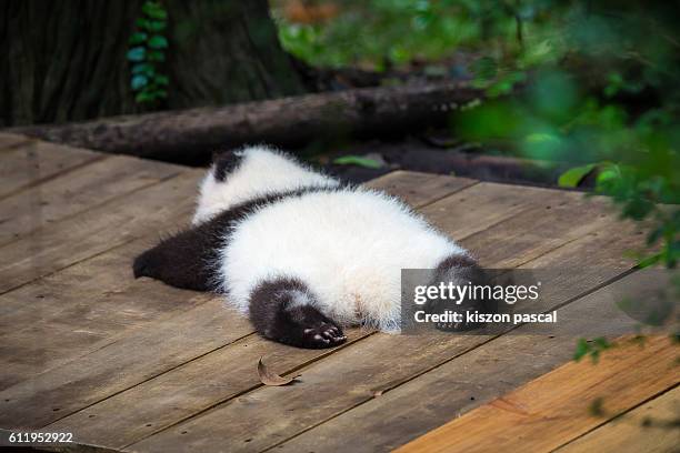 baby giant panda sleeping on the ground ( chengdu , sichuan , china ) - pandas photos et images de collection