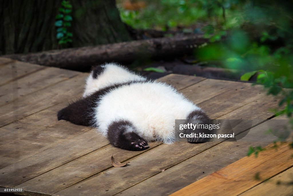 Baby giant panda sleeping on the ground ( Chengdu , Sichuan , China )