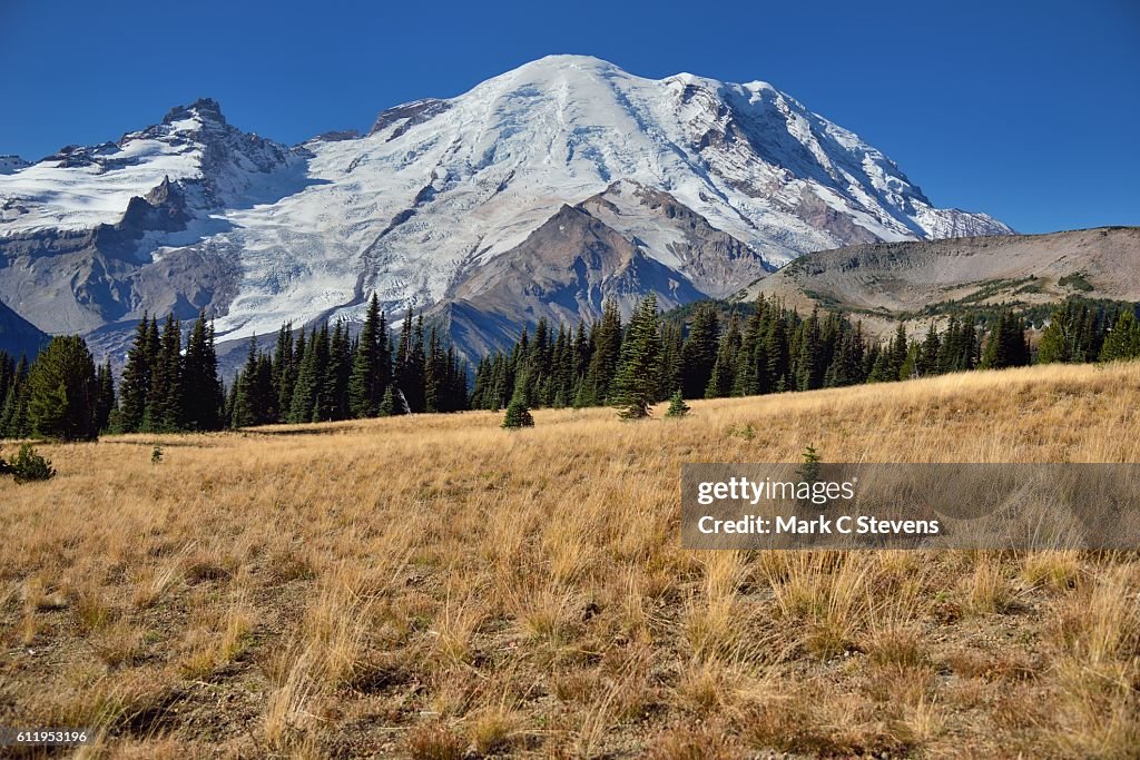 A Grassy Meadow Setting for a Stroll in Mount Rainier National Park