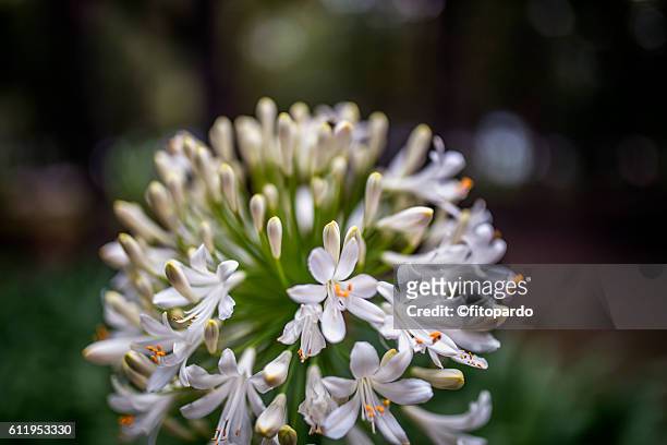 agapanthus lilliput - african lily imagens e fotografias de stock