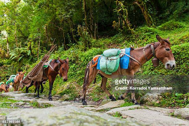 mules or horse carrying the baggage. - mules ストックフォトと画像
