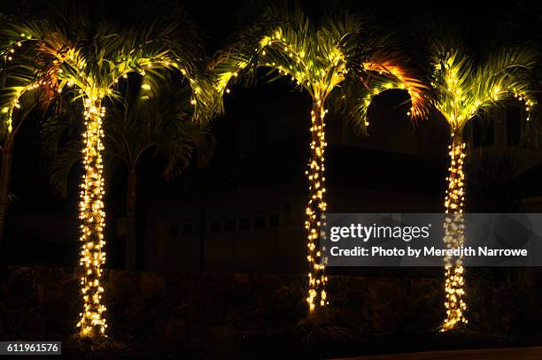 palm trees with twinkle lights - hawaii christmas stockfoto's en -beelden