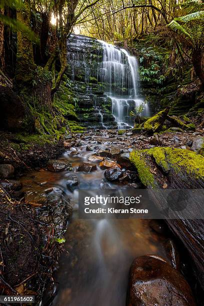 tasmanian waterfall - tasmanian tourist destinations stock pictures, royalty-free photos & images