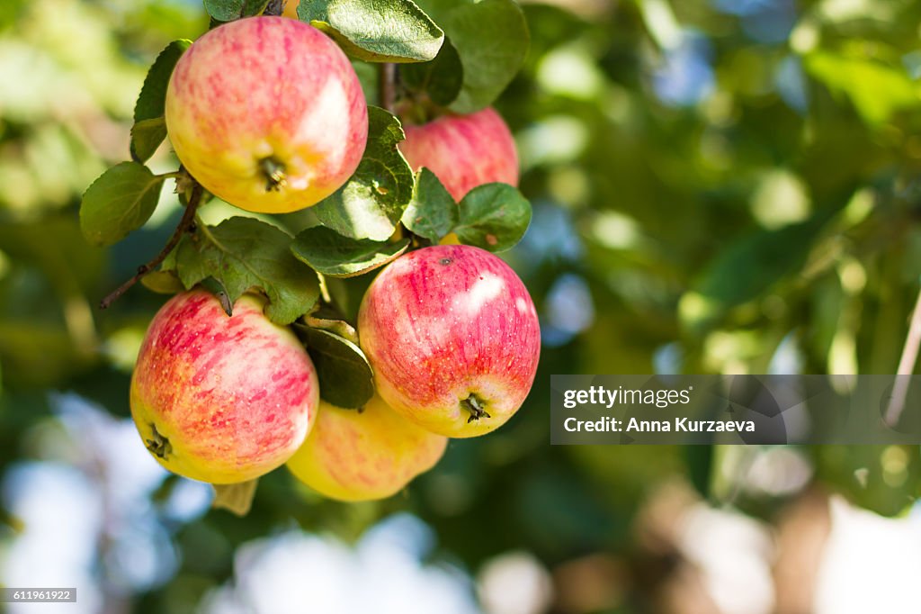 Bunch of fresh yellow and pink apples on the apple tree in a summer garden, selective focus