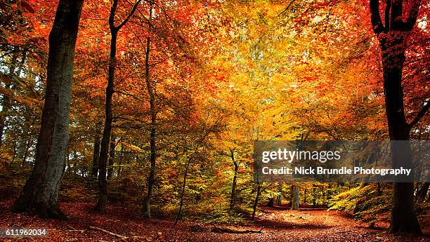 the season of colour - autumn forest stock-fotos und bilder