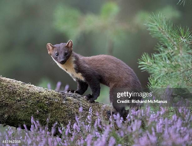 pine marten. - martes martes photos et images de collection