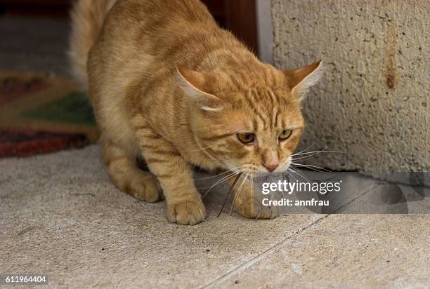 cat vs mouse - annfrau stockfoto's en -beelden