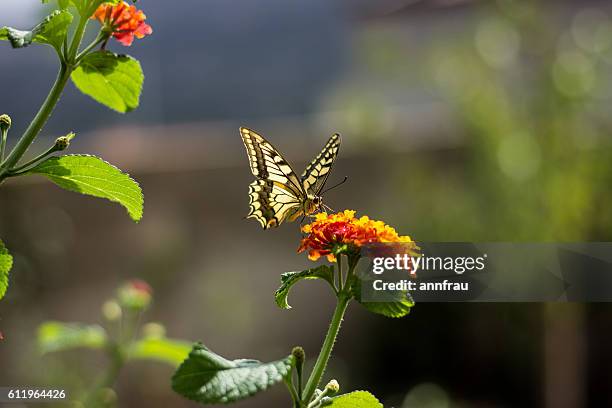 swallowtail on flower - annfrau stock-fotos und bilder