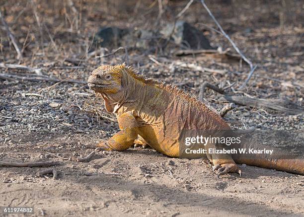 Li Lizard 128 W Lizard Stock Photos, High-Res Pictures, and Images - Getty Images