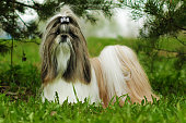 Beautiful decorative dog breed the Shih Tzu summer out