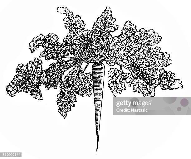 parsley root - relish stock illustrations