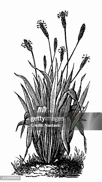 ribwort (plantago lanceolata) - plantago stock illustrations