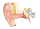 The anatomy of the inner ear