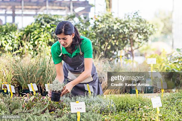 female gardener arranging plants in garden center - cannabis business stock pictures, royalty-free photos & images