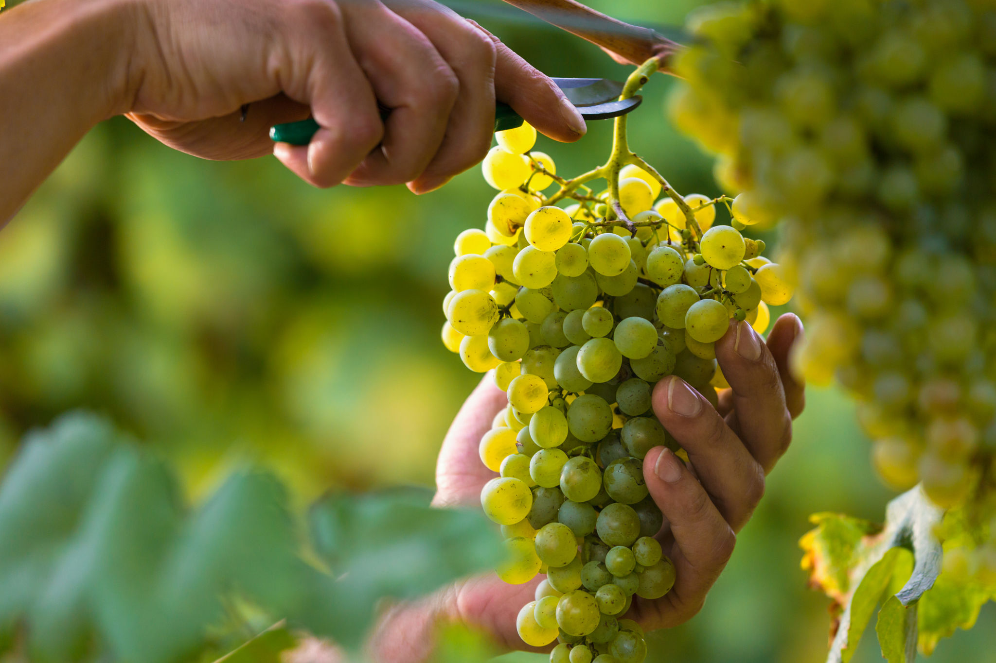 eco friendly vineyard