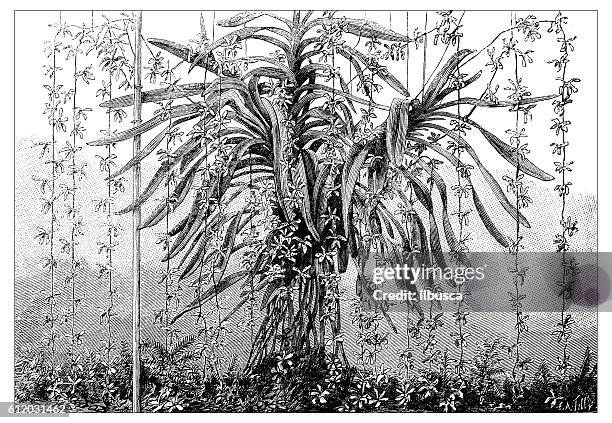 antique illustration of vanda lowii orchid - vandaceous orchids stock illustrations