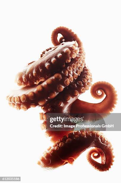 octopus tentacles on white background - tentacle imagens e fotografias de stock