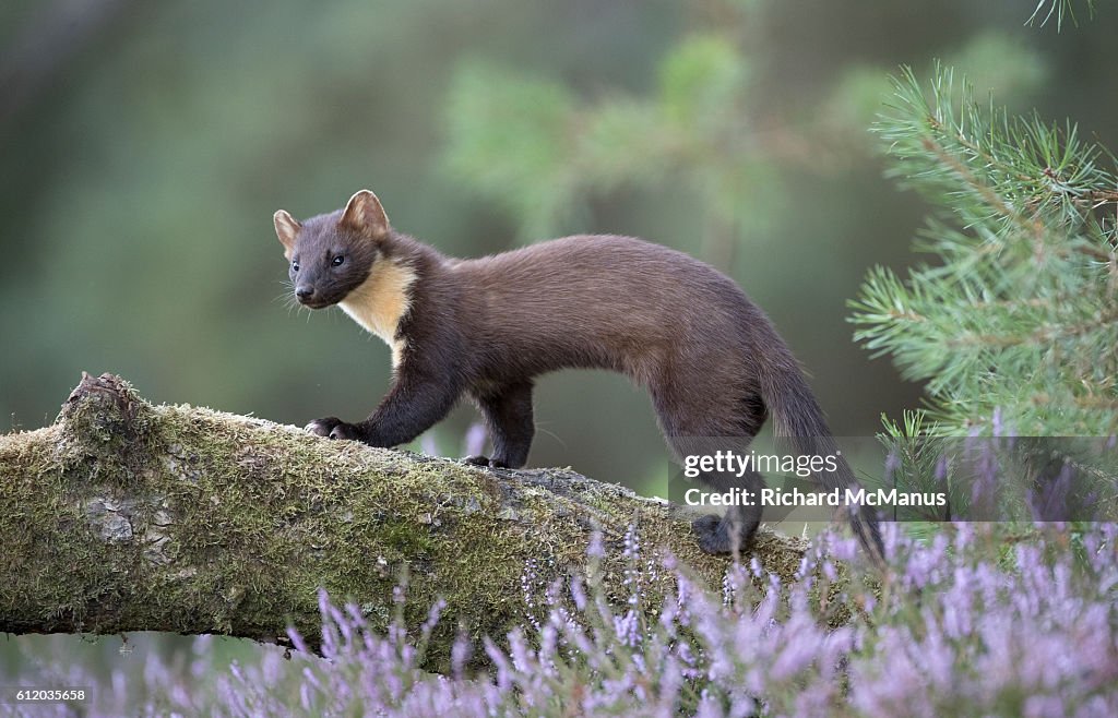 Pine Marten.