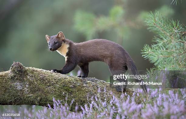 pine marten. - pine marten stock pictures, royalty-free photos & images