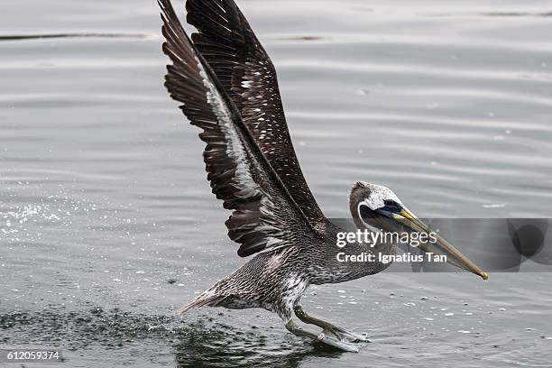 peruvian pelican taking off - ignatius tan stock pictures, royalty-free photos & images