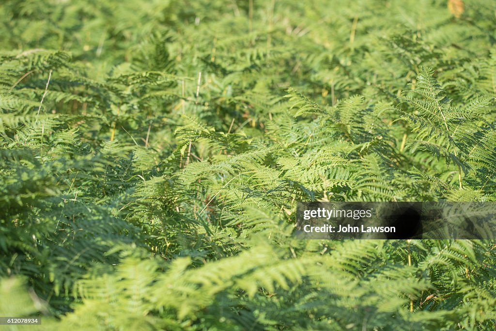 Fern or bracken