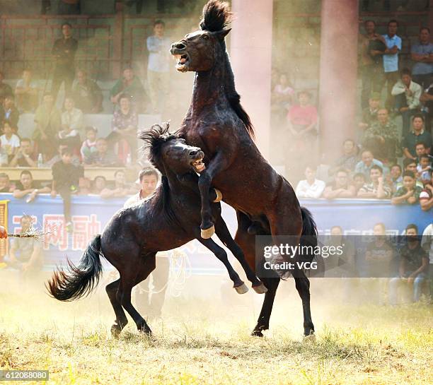 Two horses fight during a competition on the National Day at Rongshui Miao Autonomous County on October 1, 2016 in Liuzhou, Guangxi Zhuang Autonomous...