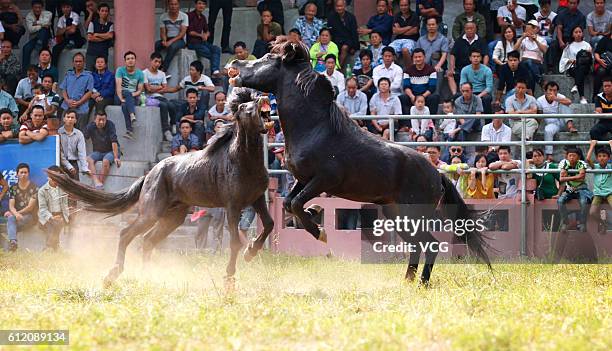 Two horses fight during a competition on the National Day at Rongshui Miao Autonomous County on October 1, 2016 in Liuzhou, Guangxi Zhuang Autonomous...