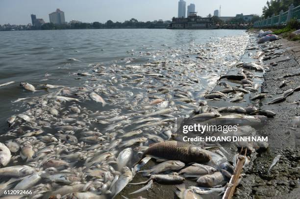 Dead fish are pictured at a corner of Hanoi's largest lake Ho Tay on October 3, 2016. - A mass fish death has been found during the week-end at the...