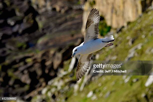 The Noup on the Island of Foula on October 2, 2016 in Foula, Scotland. Foula is the remotest inhabited island in Great Britain with a current...