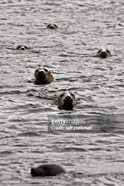Seals shelter from stormy seas near the jetty on the Island of Foula on September 29, 2016 in Foula, Scotland. Foula is the remotest inhabited island...