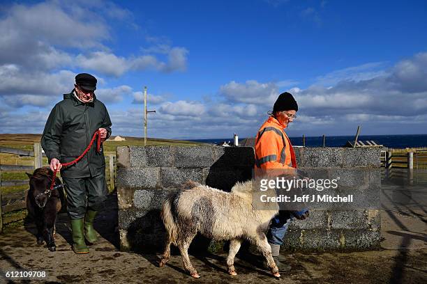 Jim and Sheila Gear attend to their Shetland Ponies Island of Foula on September 29, 2016 in Foula, Scotland. Foula is the remotest inhabited island...