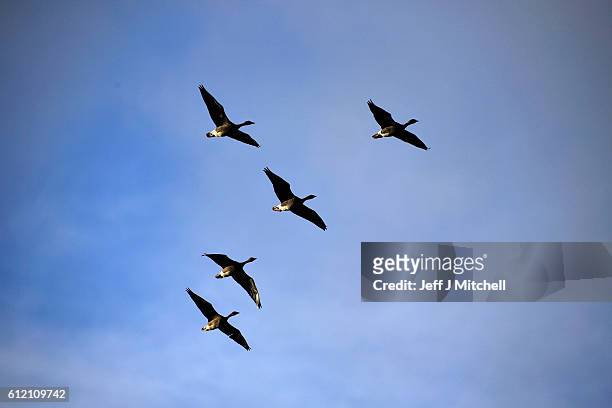 Geese fly over the Island of Foula on September 29, 2016 in Foula, Scotland. Foula is the remotest inhabited island in Great Britain with a current...