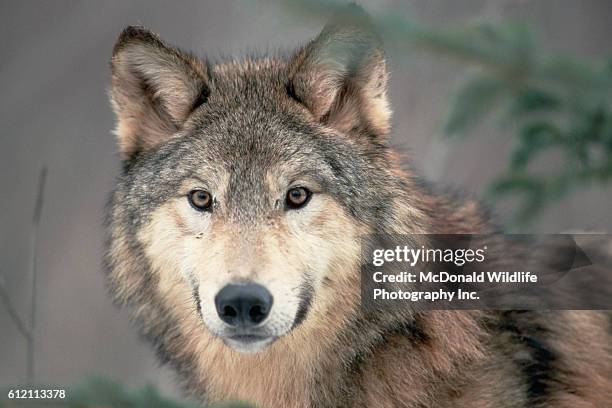 head of a gray wolf - オオカミ ストックフォトと画像