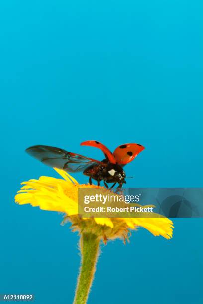 seven-spotted ladybug flying off yellow daisy - ladybug stock pictures, royalty-free photos & images