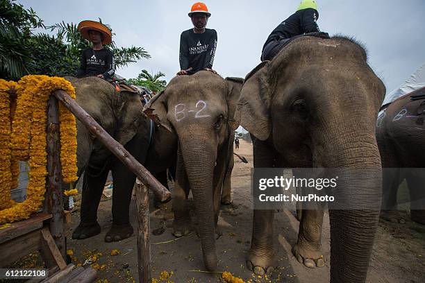 Elephant enjoy a break before starting the polo match during the 2016 King's Cup Elephant Polo at Anantara Chaopraya Resort in Bangkok, Thailand on...