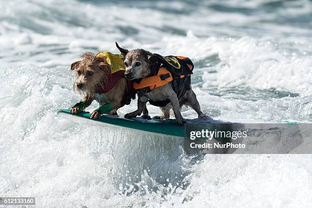 Dogs compete in a surfing competition during the 11th annual Helen Woodward Animal Centers Surf Dog Surf-A-Thon in Del Mar, California. October 2,...