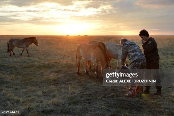 Russian President Vladimir Putin visits Russia's Przewalski horse reintroduction centre in the Orenburg Reserves, near the border with Kazakhstan, on...