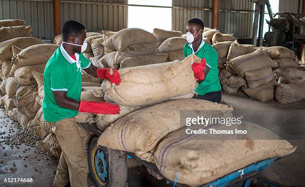 Mim, Ghana Two African workers stacking sacks with cashew nuts in the MIM cashew processing company on September 07, 2016 in Mim, Ghana.