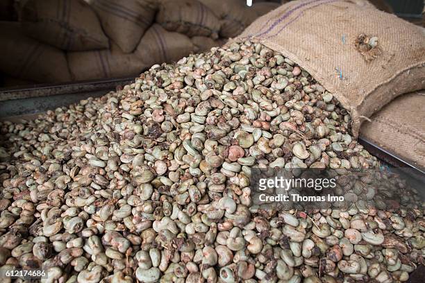 Mim, Ghana In the MIM cashew processing company bags full of cashew nuts are emptied on September 07, 2016 in Mim, Ghana.