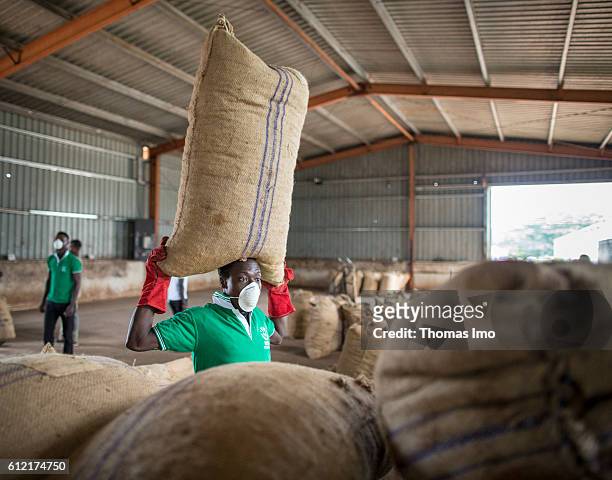 Mim, Ghana A warehouse worker of the MIM cashew processing company transports a bag of cashew nuts on his head on September 07, 2016 in Mim, Ghana.