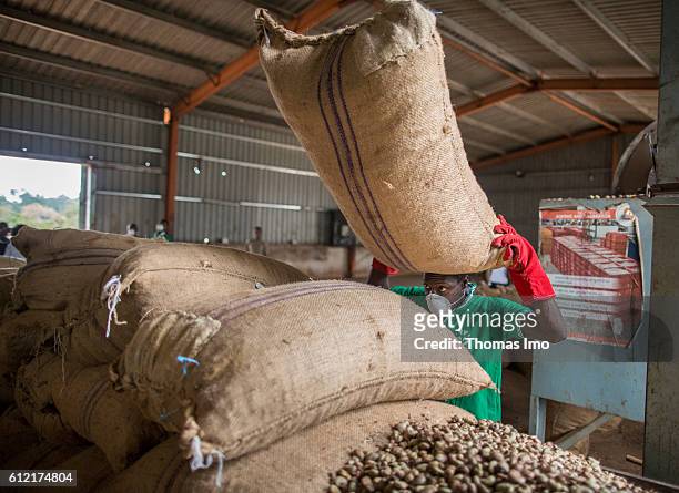 Mim, Ghana A warehouse worker of the MIM cashew processing company transports a bag of cashew nuts on his head on September 07, 2016 in Mim, Ghana.