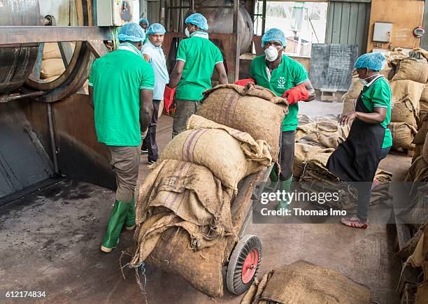 Mim, Ghana Workers in the MIM cashew processing company. A man is transporting sacks with cashew nuts on a sack barrow on September 07, 2016 in Mim,...