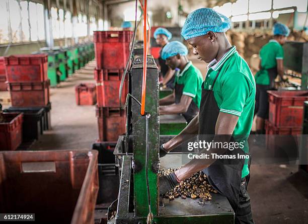 Mim, Ghana Workers in a production hall of the MIM cashew processing company on September 07, 2016 in Mim, Ghana.