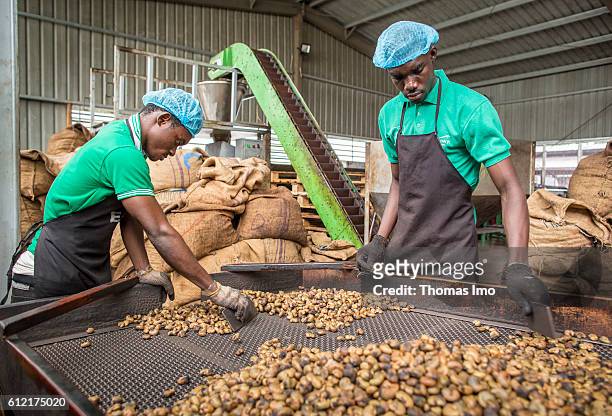 Mim, Ghana Two African workers of the MIM cashew processing company are sorting Cashew nuts on September 07, 2016 in Mim, Ghana.