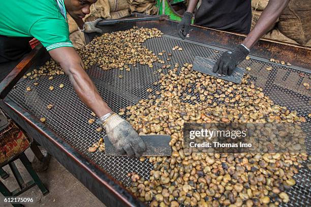 Mim, Ghana Two African workers of the MIM cashew processing company are sorting Cashew nuts on September 07, 2016 in Mim, Ghana.